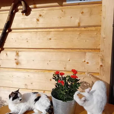 W Dolinie בקתה *